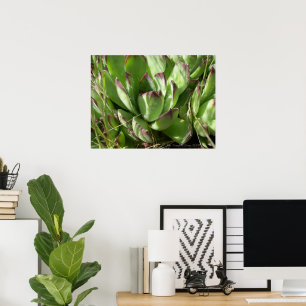 Hen and chicks (Sempervivum) Poster
