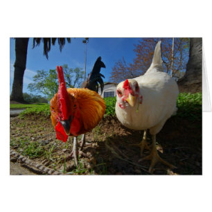 hen and rooster