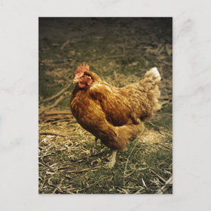 Hen Chicken Bird Farm Farmyard Animal Poultry Postcard
