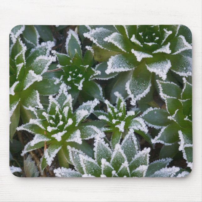 Hen & Chicks succulent with frost in the early Mouse Pad (Front)