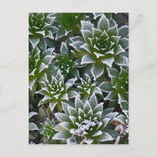Hen & Chicks succulent with frost in the early Postcard (Front)