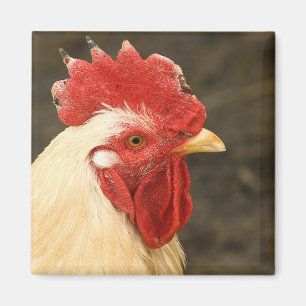 Hen Close-Up Magnet