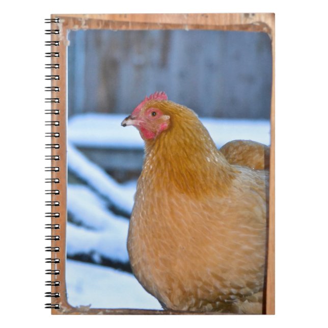 Hen In Coop Doorway Notebook (Front)