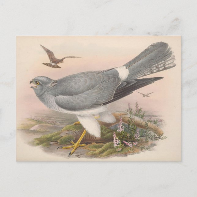 Hen Marsh Harrier Bird_GC - Postcard (Front)