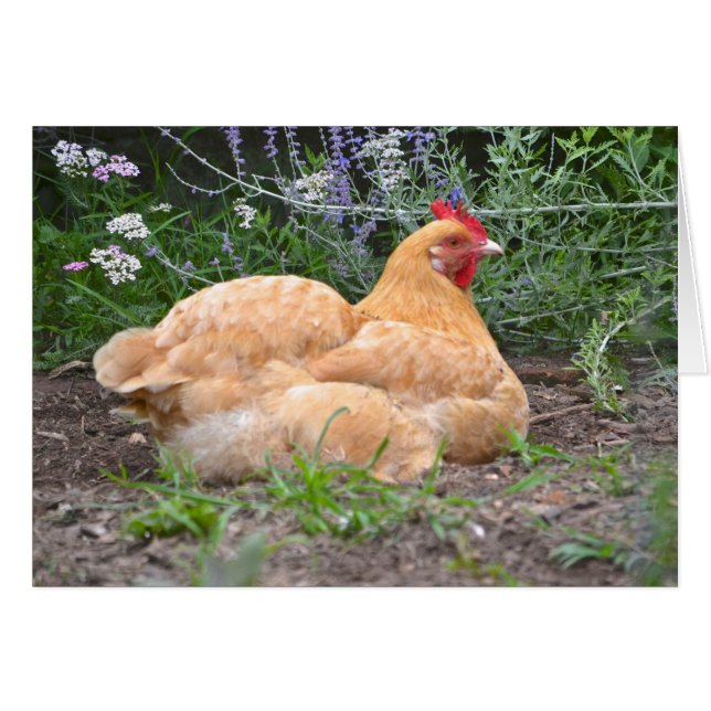 Hen Notecard (Front Horizontal)