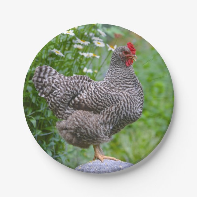 Hen Paper Plate (Front)