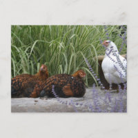 Hen Party Postcard