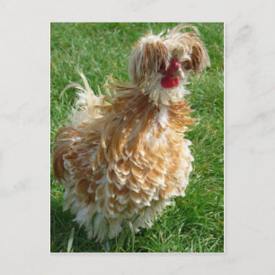 hen postcard