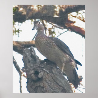 Hen Woodduck Poster