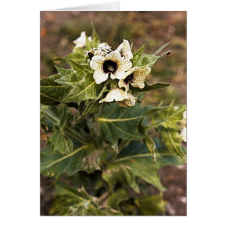 Henbane plant