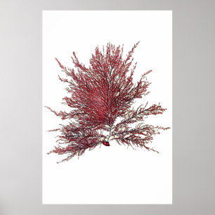 Henry Bradbury"s Pressed Seaweed Eighth Of Ten Poster