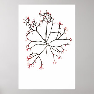 Henry Bradbury"s Pressed Seaweed Fourth Of Ten Poster