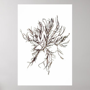 Henry Bradbury"s Pressed Seaweed Sixth Of Ten Poster