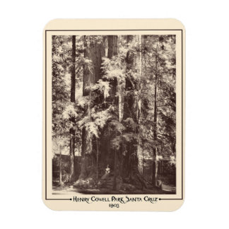 Henry Cowell Park, Santa Cruz, California 1903 Magnet