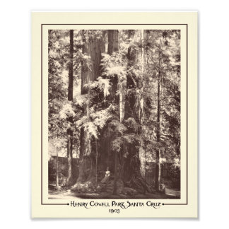 Henry Cowell Park, Santa Cruz, California 1903 Photo Print
