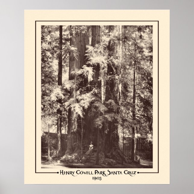 Henry Cowell Park, Santa Cruz, California 1903 Poster (Front)
