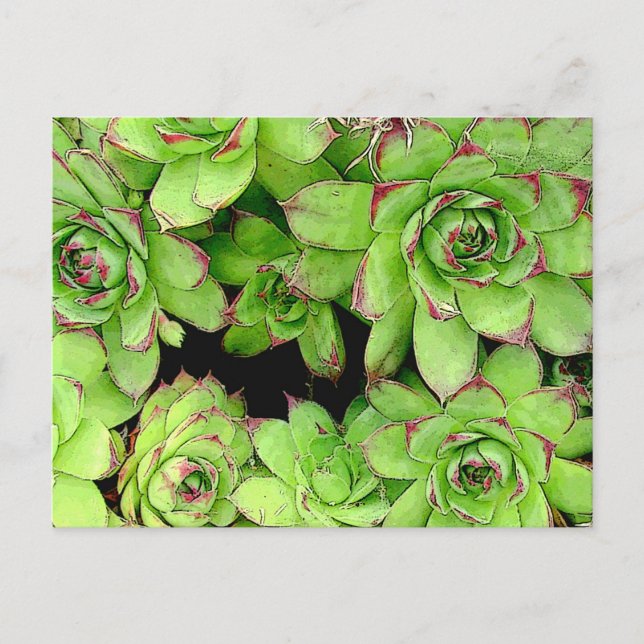 Hens and Chickens Post Card (Front)