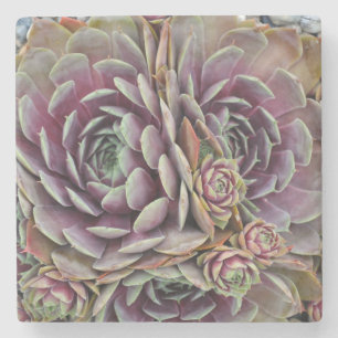 Hens and chicks cactus plant stone coaster