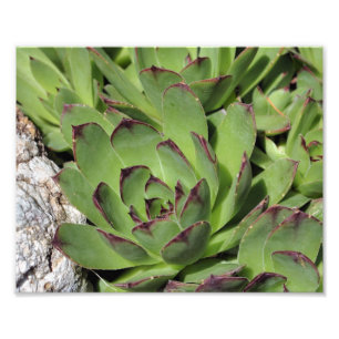 Hens And Chicks Garden Succulents Close Up 8x10 Photo Print