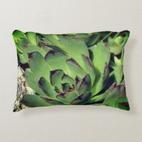 Hens And Chicks Garden Succulents Close Up 