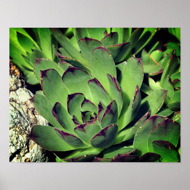 Hens And Chicks Garden Succulents Close Up Poster (Front)