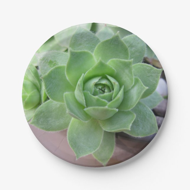 Hens and Chicks Paper Plate (Front)