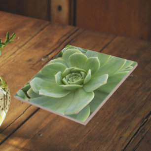 Hens and Chicks Succulent Plant Floral Tile