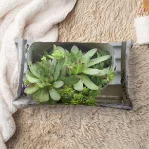 Hens And Chicks Succulents In A Bucket Lumbar Cushion