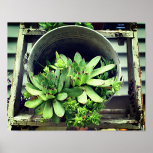 Hens And Chicks Succulents In A Bucket Poster