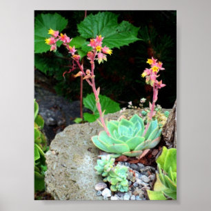 Hens & Chicks in Bloom Print or Poster