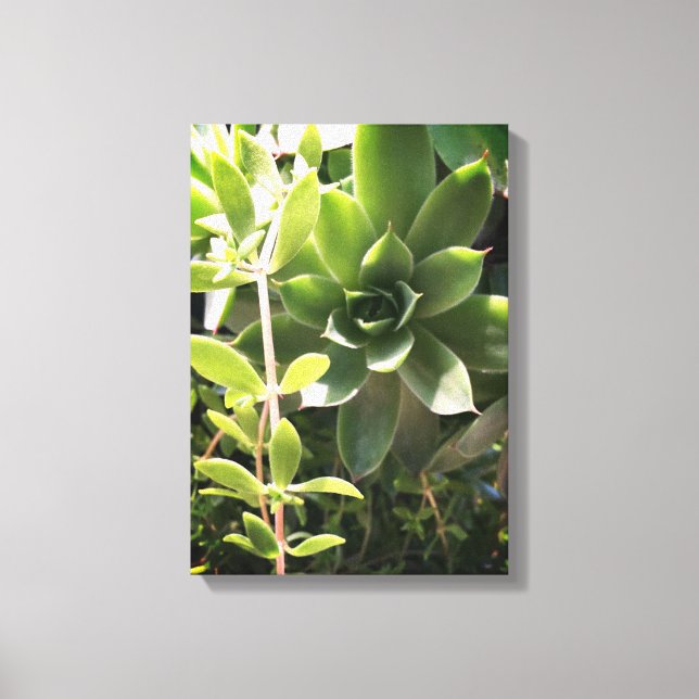 Hens & Chicks Plant on Canvas Print (Front)