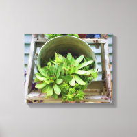 Hens Chicks Succulents Photo Oil Painting