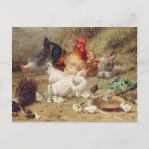 Hens roosting with their chickens postcard