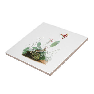 Henslow's Bunting John Audubon Birds of America Tile