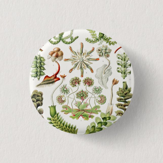 Hepaticae Lebermoose by Ernst Haeckel 3 Cm Round Badge (Front)