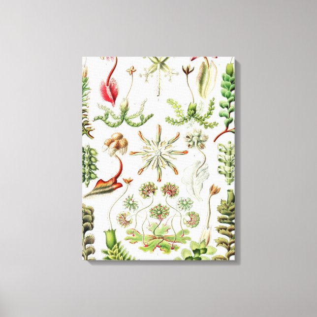 Hepaticae Lebermoose by Ernst Haeckel Canvas Print (Front)