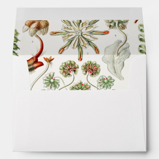 Hepaticae Lebermoose by Ernst Haeckel Envelope (Back (Bottom))