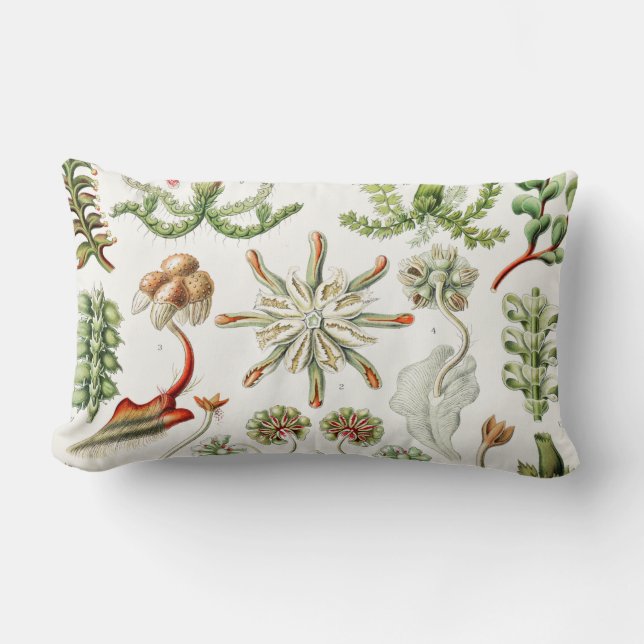 Hepaticae Lebermoose by Ernst Haeckel Lumbar Cushion (Front)
