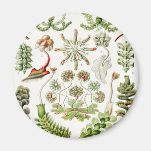 Hepaticae Lebermoose by Ernst Haeckel Magnet