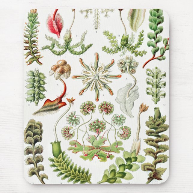 Hepaticae Lebermoose by Ernst Haeckel Mouse Pad (Front)