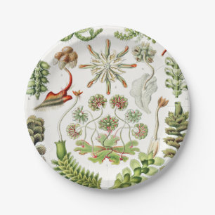 Hepaticae Lebermoose by Ernst Haeckel Paper Plate
