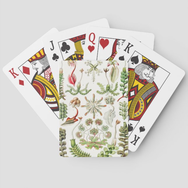 Hepaticae Lebermoose by Ernst Haeckel Playing Cards (Back)