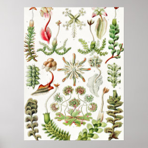 Hepaticae Lebermoose by Ernst Haeckel Poster