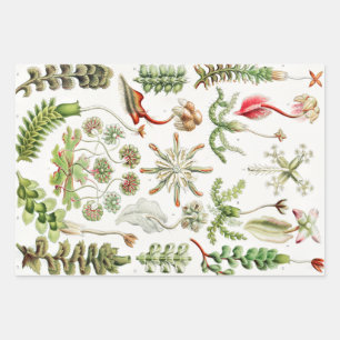 Hepaticae Lebermoose by Ernst Haeckel Wrapping Paper Sheet