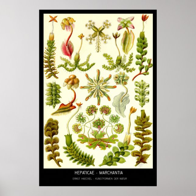 Hepaticae-Marchantia – Plate 82 - Kunstformen der Poster (Front)