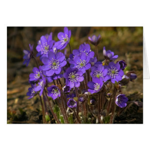 Hepaticas