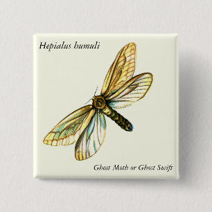 Hepialus humuli female - Ghost Moth or Ghost Swift 15 Cm Square Badge