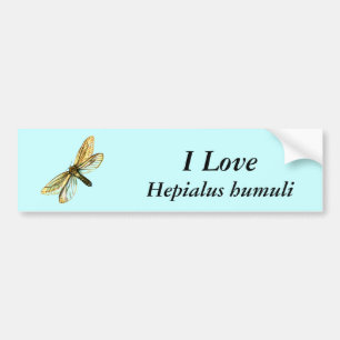 Hepialus humuli female - Ghost Moth or Ghost Swift Bumper Sticker