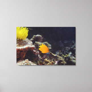 Herald's angelfish (Centropyge heraldi) swimming Canvas Print