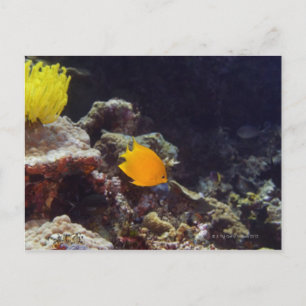 Herald's angelfish (Centropyge heraldi) swimming Postcard
